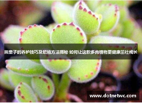 熊童子的养护技巧及繁殖方法揭秘 如何让这款多肉植物更健康茁壮成长